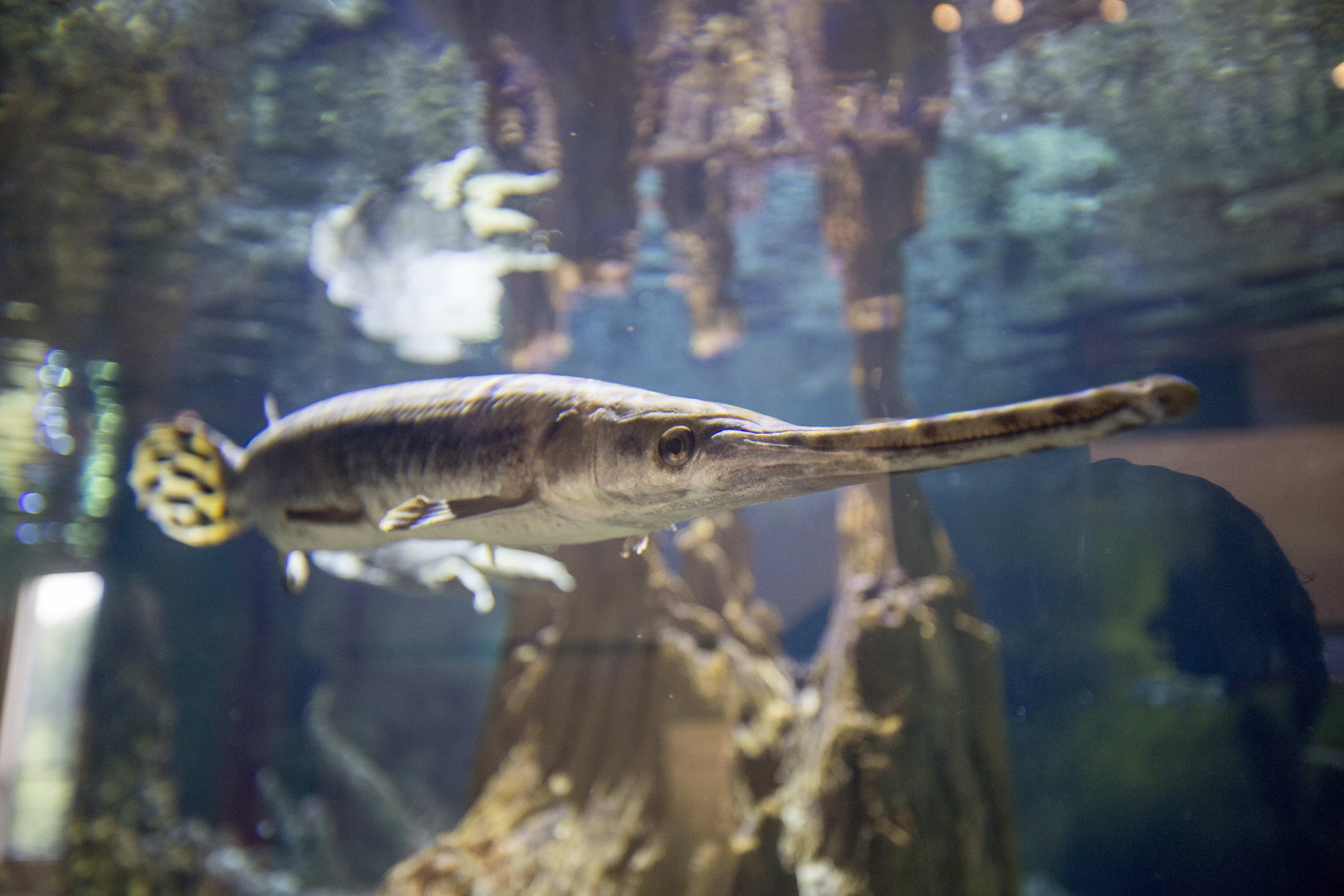 Alligator GAR