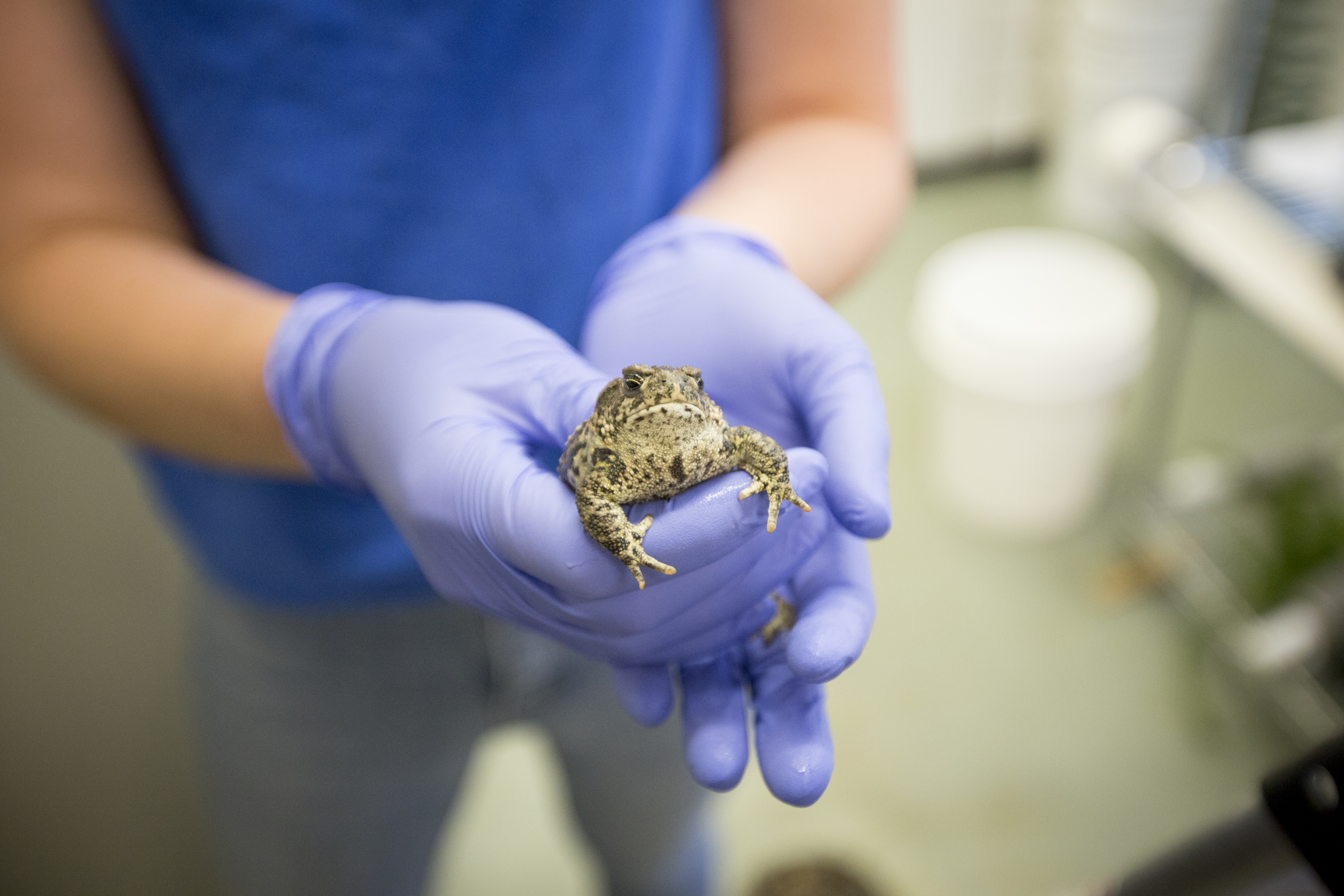 baby wyoming toad