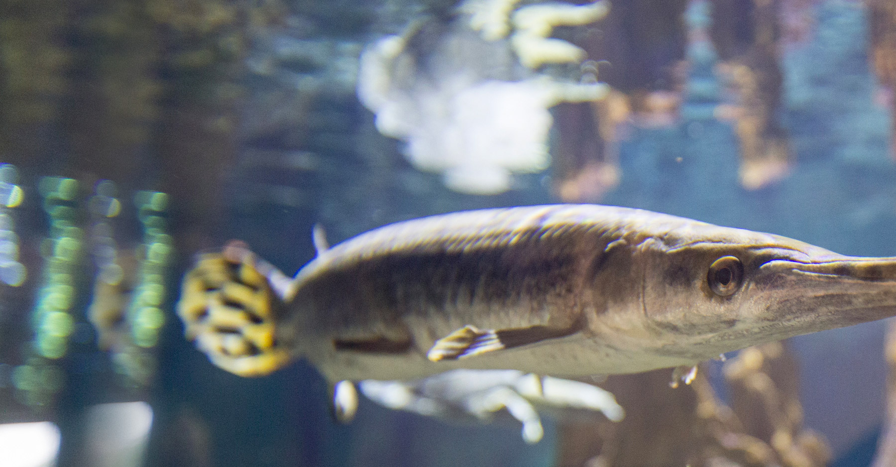 gar fish swimming