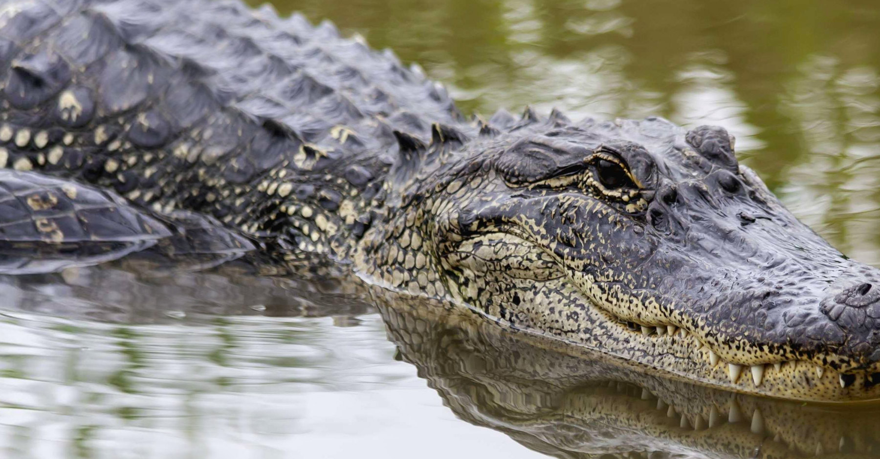 alligator in water