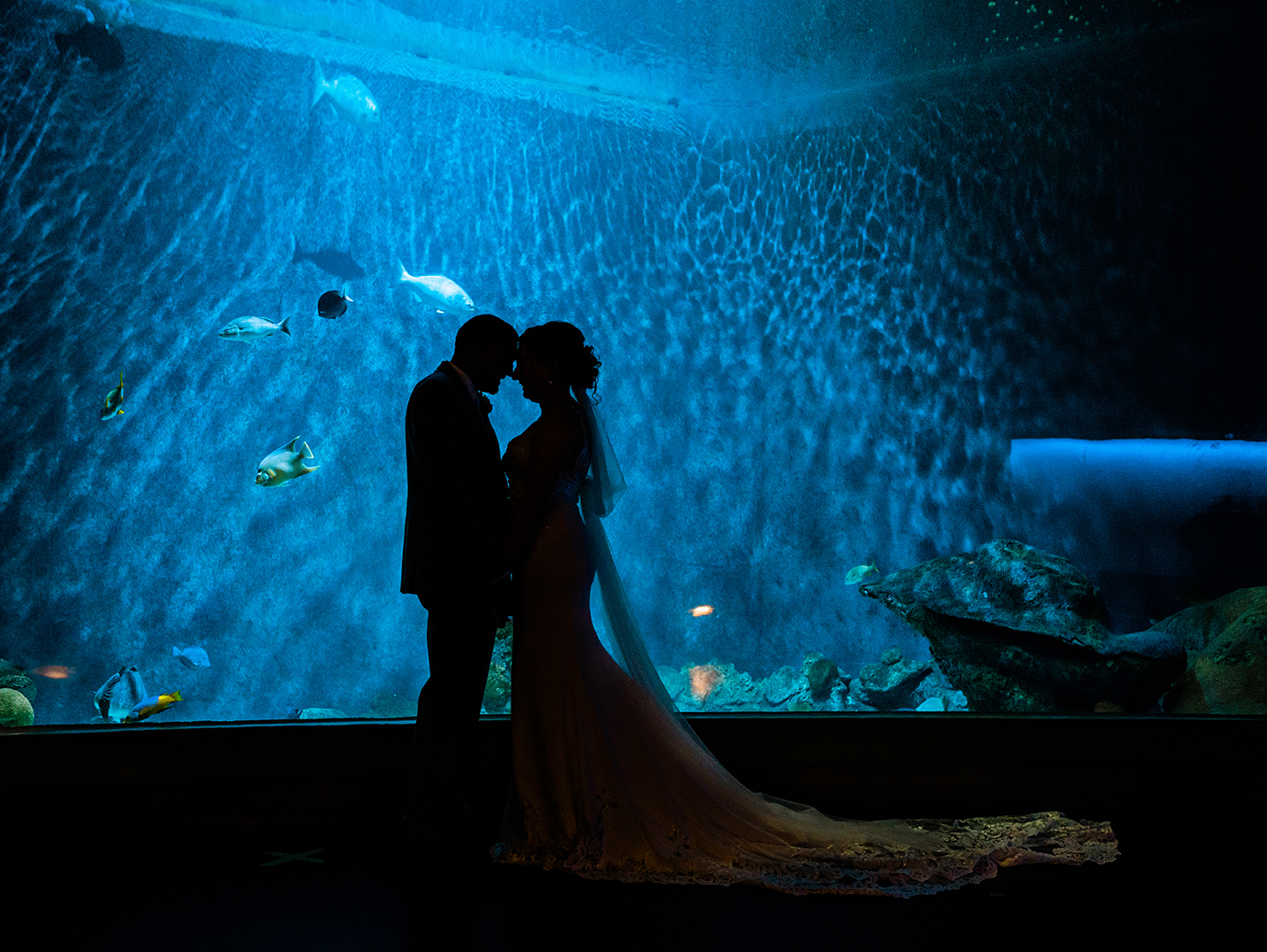 wedding couple in front of an aquarium