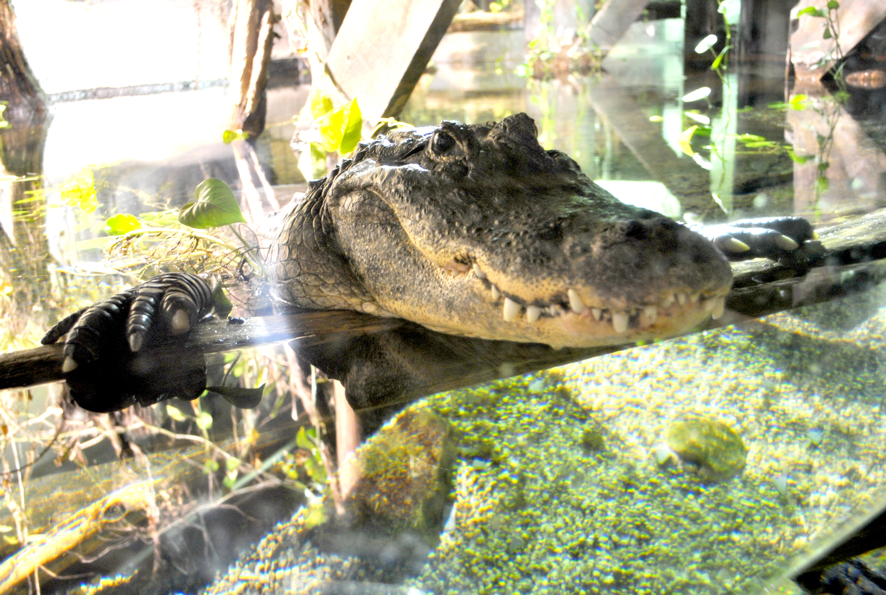 american alligator