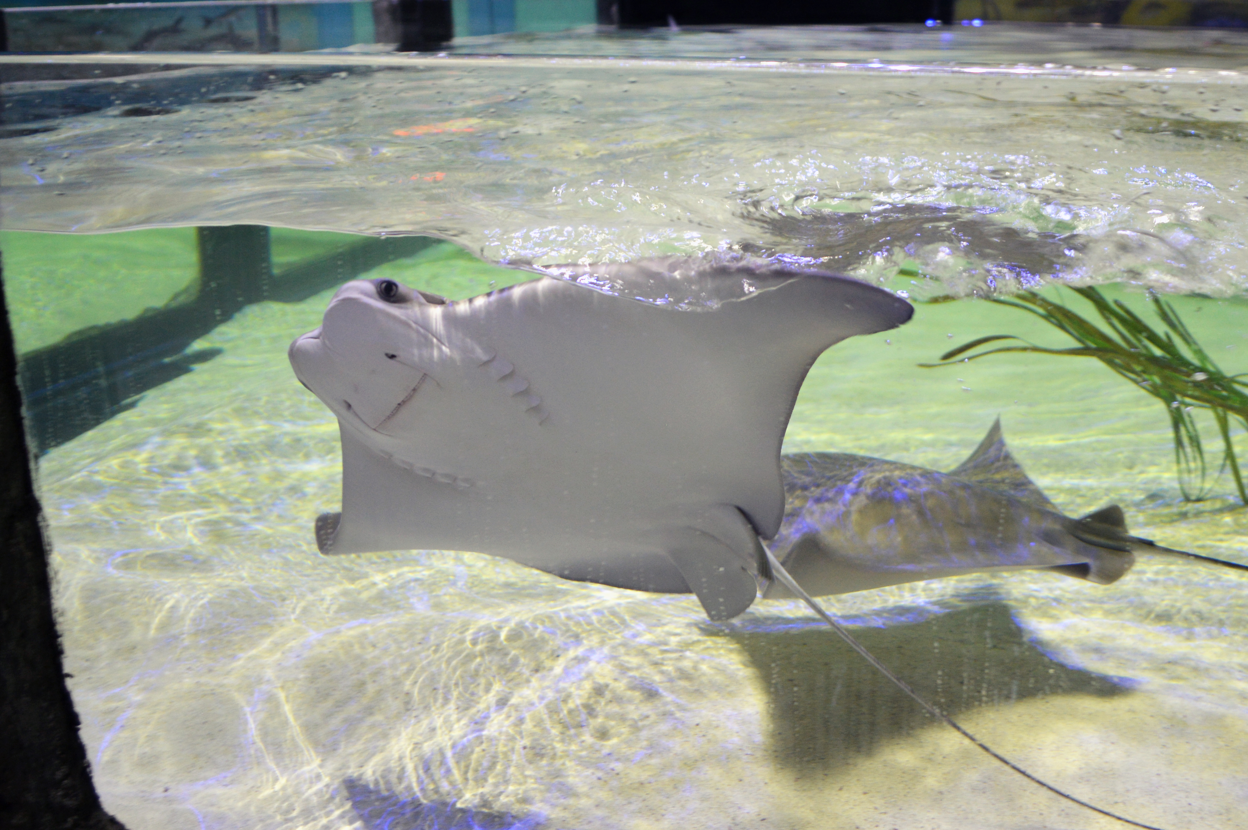 cownose stingray