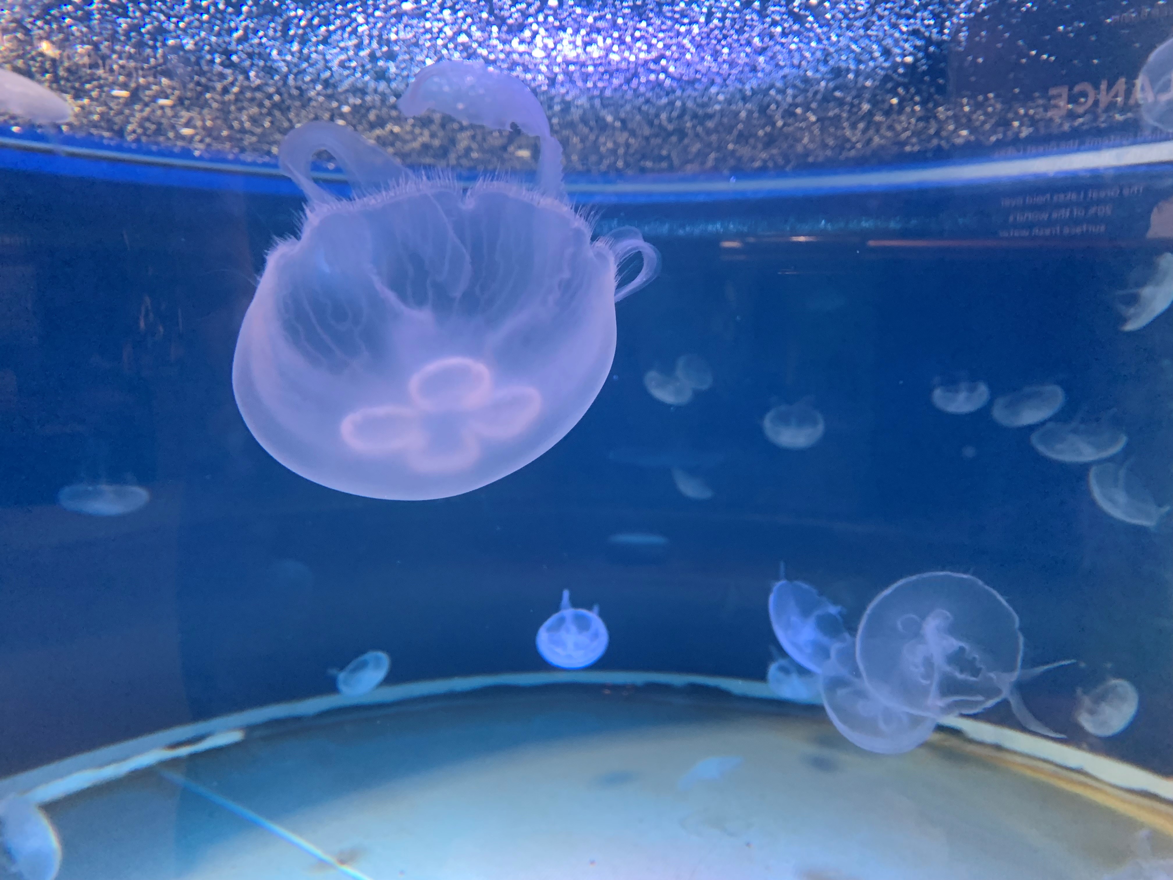 moon jellies