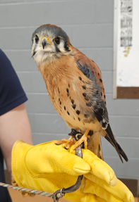 American kestrel photo