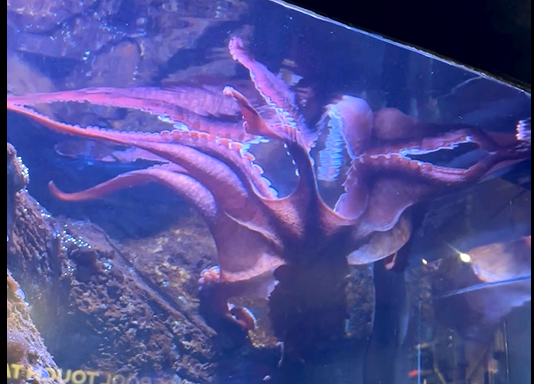 giant pacific octopus
