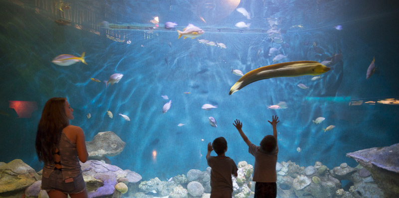 kids in front of tank