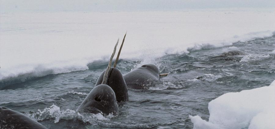 narwhal image