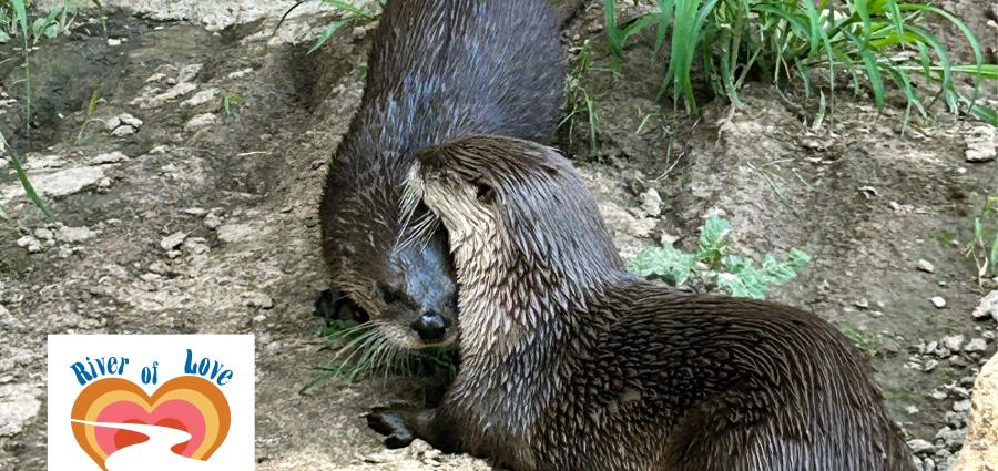 river of love fundraiser logo