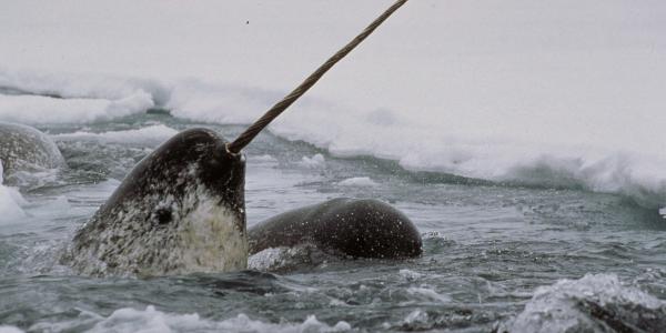 narwhal photo