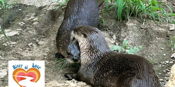 otter image