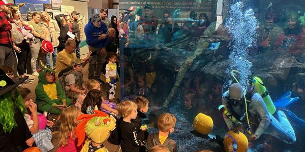 aquarium pumpkin carving