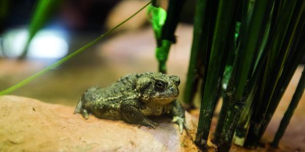 wyoming toad