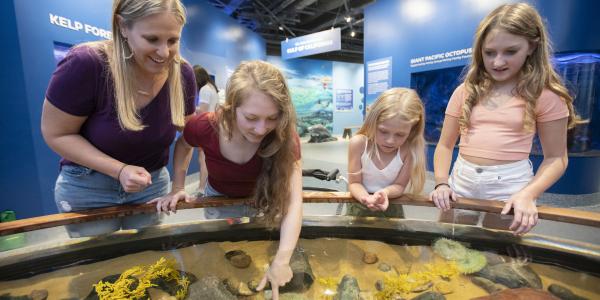 guests looking at tidepool