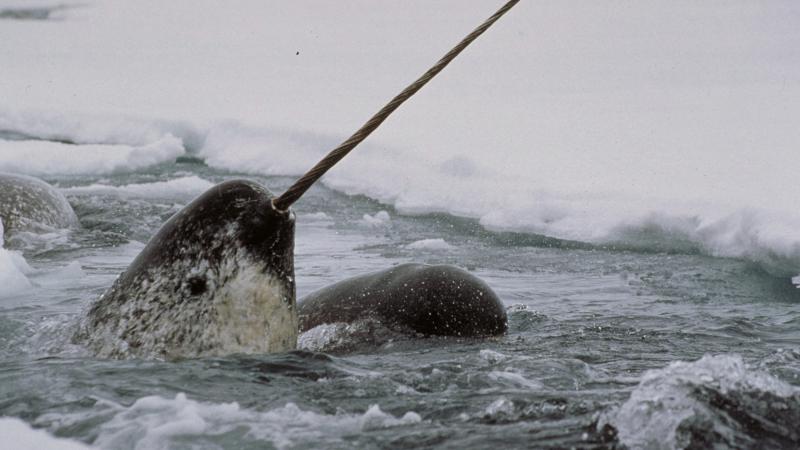 narwhal photo
