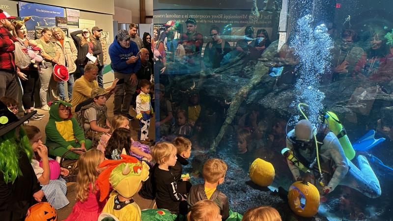 aquarium pumpkin carving