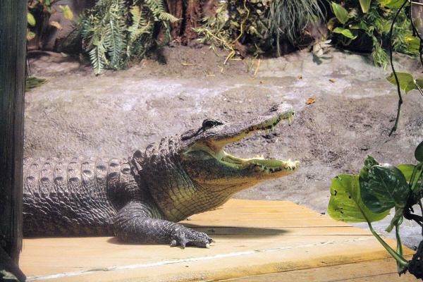 alligator