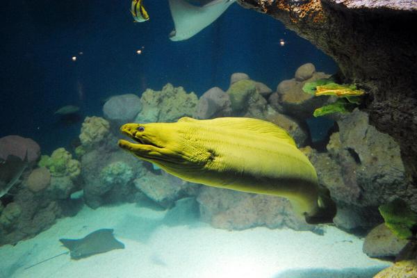 eel