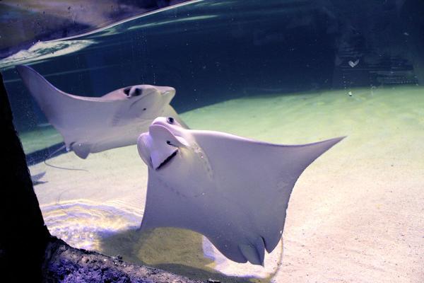 stingrays