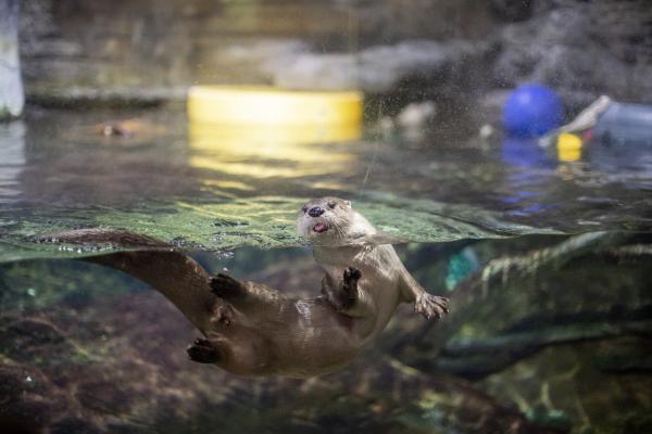 river otter