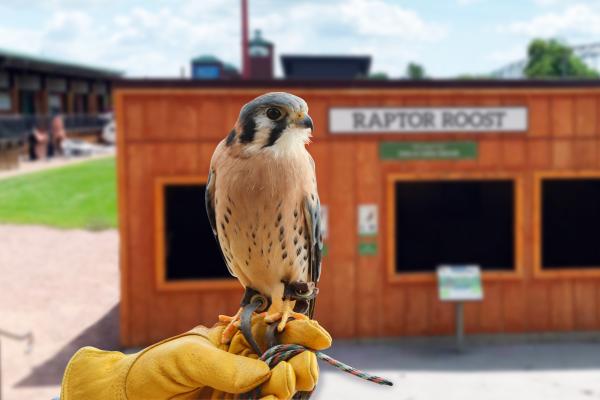 american kestrel