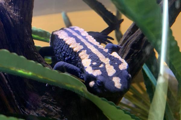 Laotian Newts