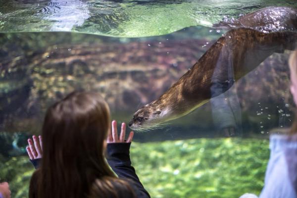 girl looking at river otter