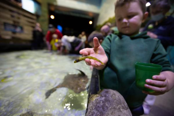 boy feeding stingrays