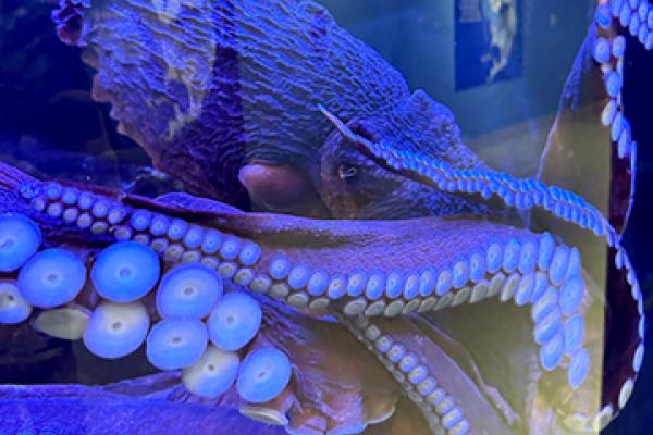 octopus