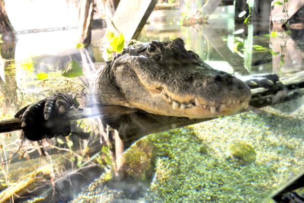 American Alligator
