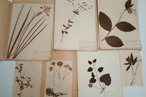 The Herbarium of Henry Herrmann