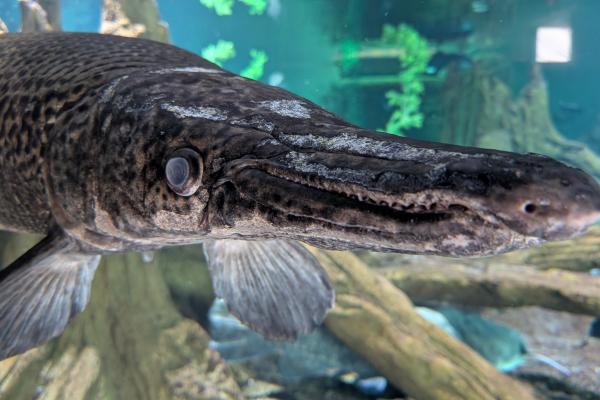 Alligator Gar