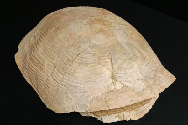 Stylemys Nebrascensis
