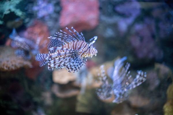 red lionfish
