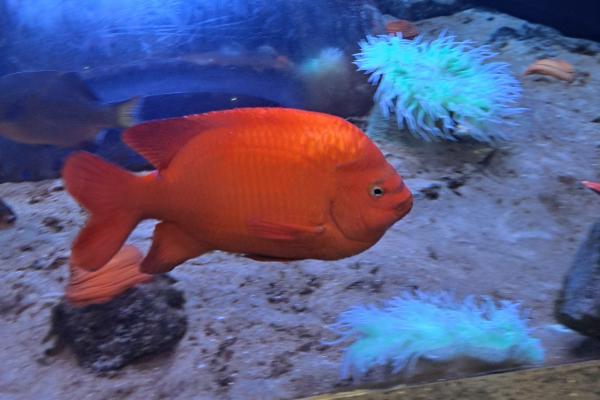 Garibaldi 