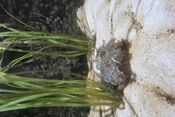 upside-down jellyfish image