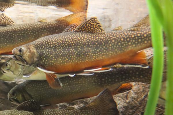 Brook Trout