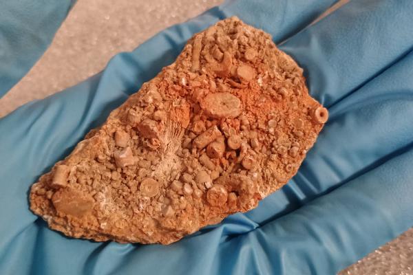 Crinoid Fossil