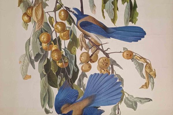Avian Lithographs from Audubon’s Birds of America Series: Florida Scrub Jay