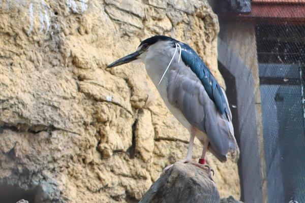 Black-Crowned Night Herons