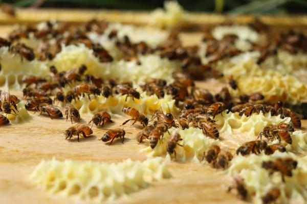 Bees