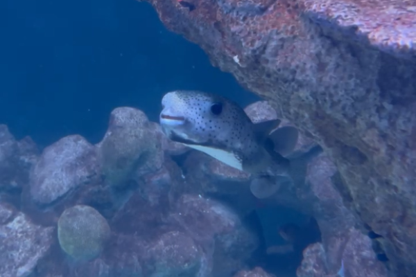 Porcupinefish