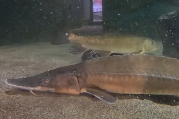 Shovelnose Sturgeon