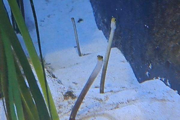 garden eel
