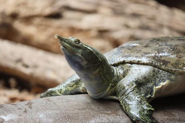 spiny softshell turtle photo