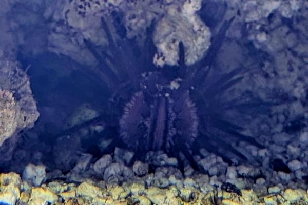 Pencil Urchin