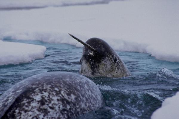 Narwhal image