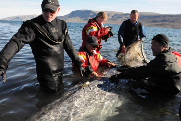 narwhal tagging