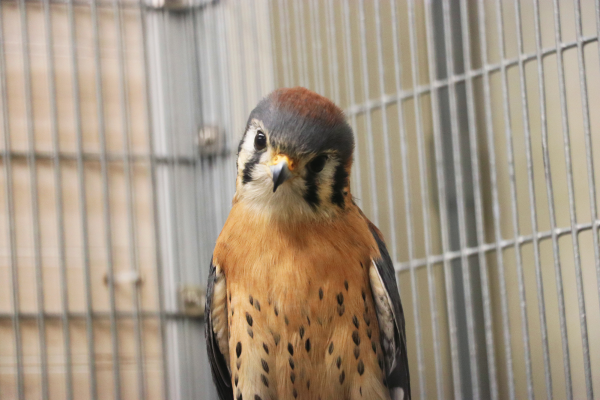 bird