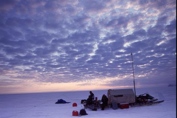 narwhal exhibition site